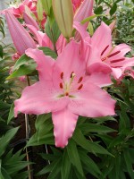 [4329 Lexus VZ No02.JPG]